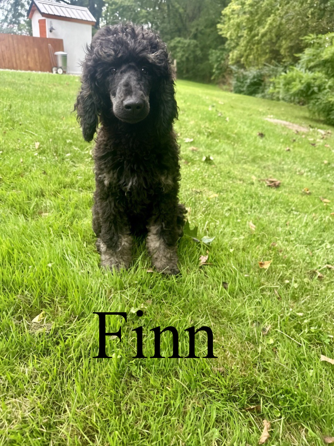 Finn (Blue collar) 1